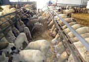 Κτηνοτροφία: Δημοσιεύθηκε στο ΦΕΚ η ενίσχυση των κτηνοτρόφων